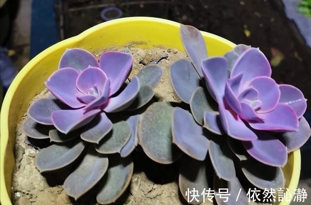 阳台党打心底里喜欢的多肉很少,紫珍珠算一个,群生老桩最漂亮