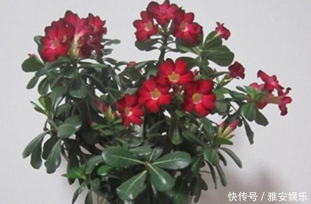 花盆里有虫子怎么办教你一招,让花盆内永远不生虫