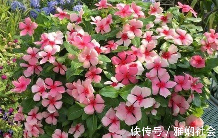 漂亮|超爱开花的5种花,一年四季开花不断,好养又漂亮,养100盆也不多