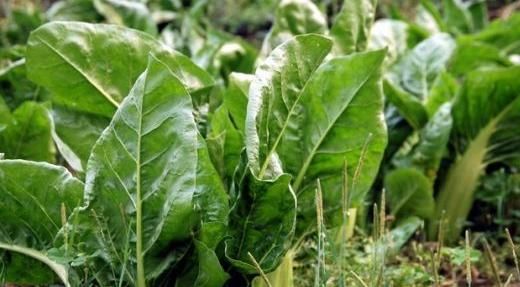  采摘|农村地里若遇见此野菜，记得要采摘回家，有很多好处，望周知