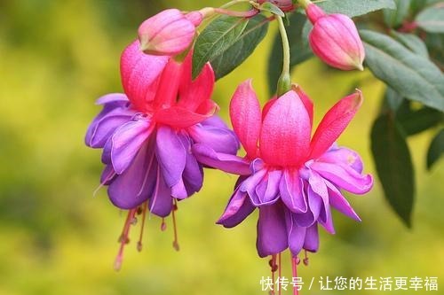 世界十大花期最长的花,全年都开的花有哪些什么花的赏花期最长!