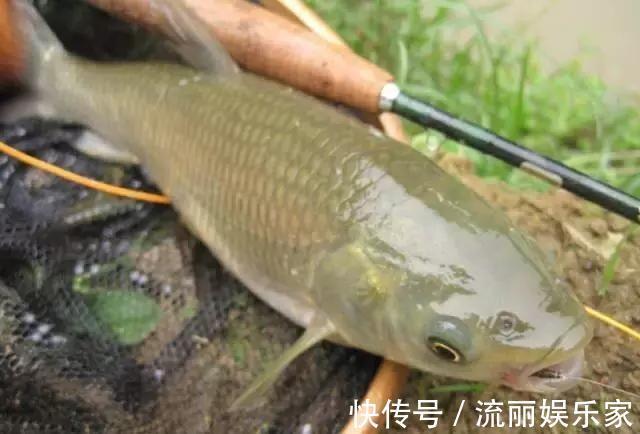 看鱼星辨别鱼种，每一位钓鱼人进阶必学技能