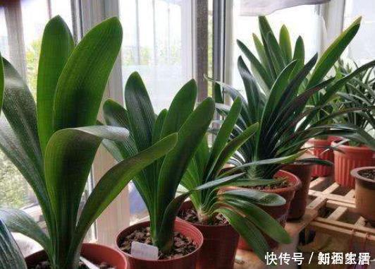 花卉|给花配土换盆的时候,4种东西别乱加,不然花卉难养好