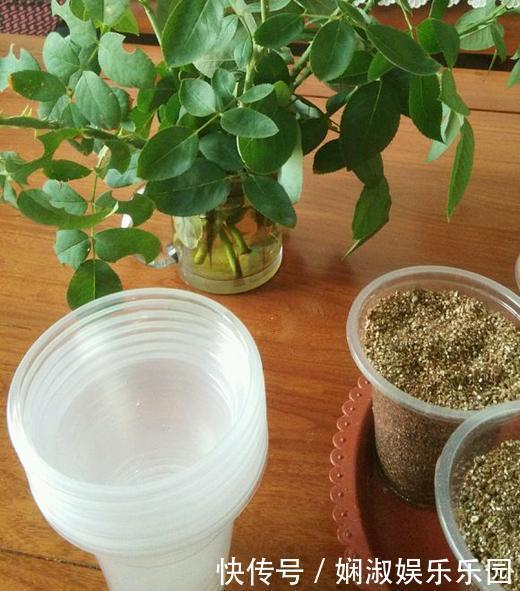 扦插月季、栀子花、三角梅,只用一个矿泉水瓶,插出满满大白根