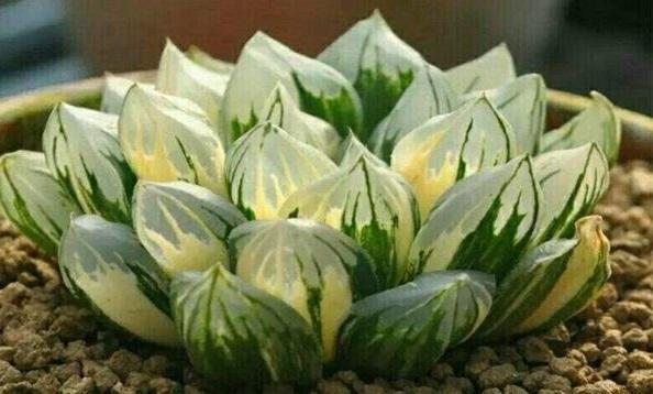 创意养护多肉,来个“神器”,生根快,叶片饱满肉质感强