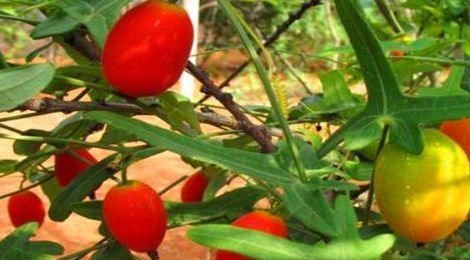 食物|想长寿得会吃,3种食物坚持吃,补血养气,抗衰老,谁吃谁年轻