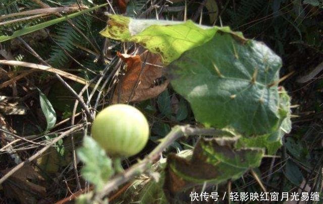 山坡下，1种植物叶片有刺，被称为“刺天茄”，结出黄果子，珍贵