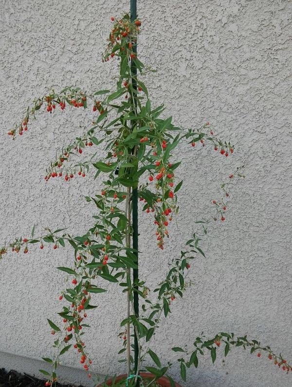 阳台养什么花好,2种植物,山上找一棵,种盆里,长成盆景老桩!