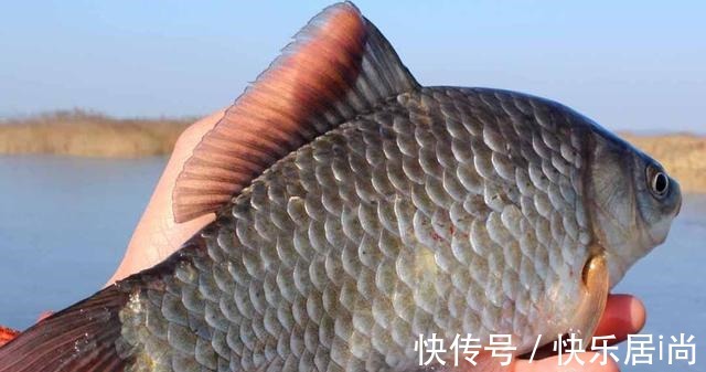 用羊油钓鲫鱼堪称一绝,如果能做到这三点,效果会杠杠的!