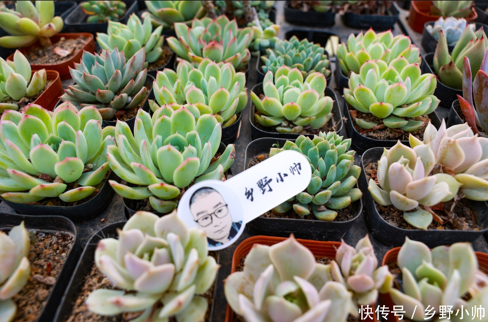 小帅|多肉适合虐养，越虐越好看，浇水篇