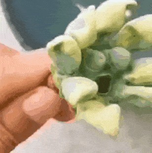 |莲蓬神似植物大战僵尸 像极了各种搞笑表情包