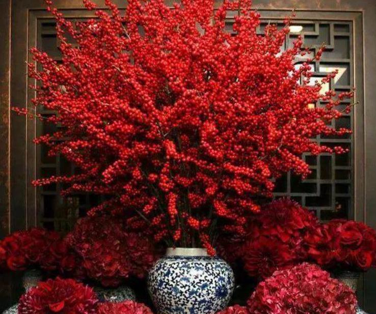 10种“旺运花”开花红艳艳,现在养一盆,春节刚好开,红火显富贵