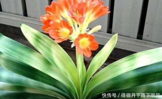 君子兰生长慢不开花,老婆使劲在盆里放“它”,叶子肥又绿开花了