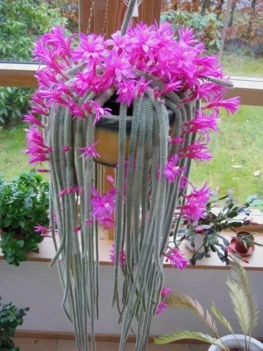 院子|别养多肉了,养盆“白檀”花,样子似毛毛虫一样,还能开红花