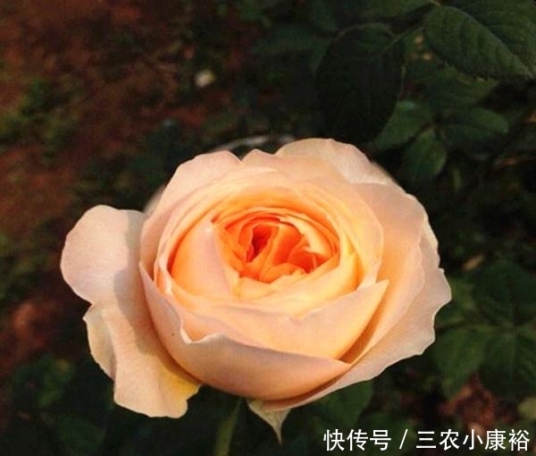 瑰花的一|最珍贵七彩玫瑰花品种图片大全!