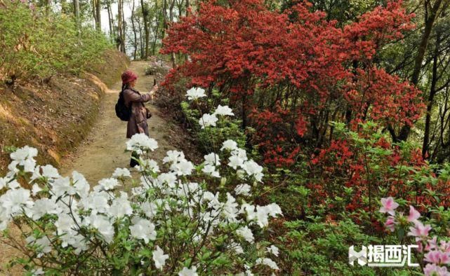 龙山杜鹃怒放，赏花正当时，点缀揭西的绿水青山