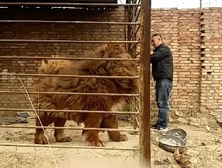 |搞笑GIF: 大姐你听解释 我真的不是故意撞上去的