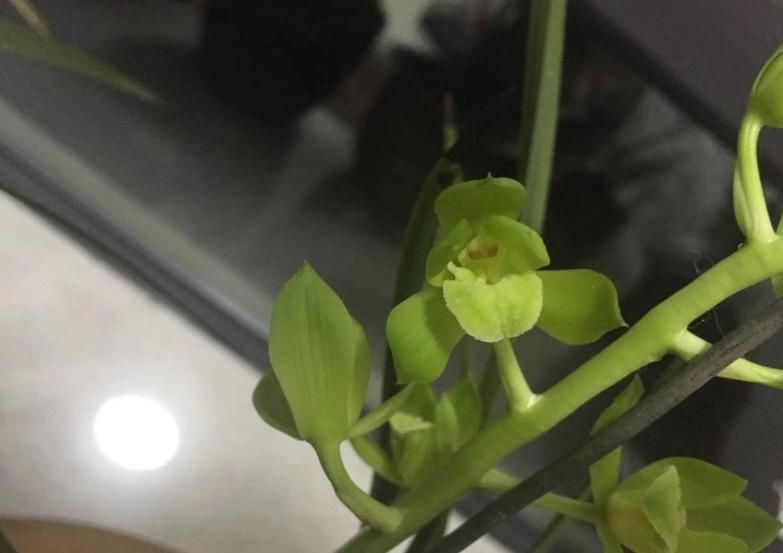  兰花|一株王氏素荷“引种苗”兰花，目前叫价“4140”，到底价值几何？