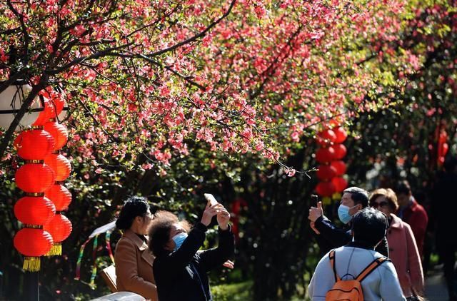 老年|春天的蓉城百花齐放花香四溢令市民沉醉