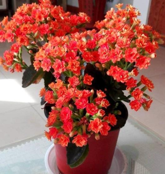 盆栽|3种“看似平平无奇,实则开花惊艳”的盆栽,好养好看,轻松爆花