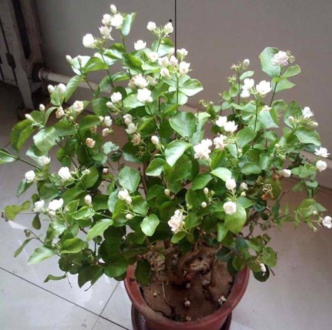 室内种植的“5种”盆栽，花期长好养护，轻松生长爆盆，你家有吗