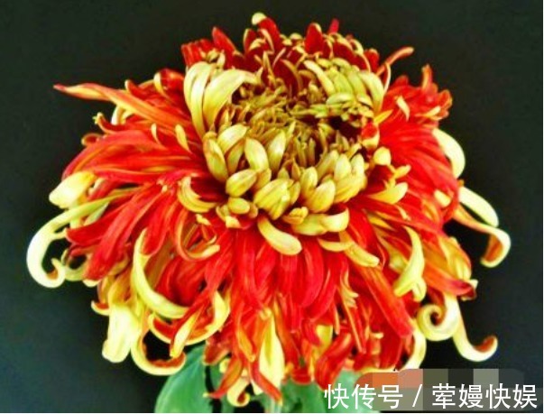 花瓣|喜欢菊花，就养盆“珍稀名菊”唐宇霞辉，似夕阳霞光，温和而秀丽