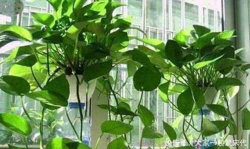 新叶|绿萝有个小开关,及时打开,新叶新芽一起长,30天准“爆盆”