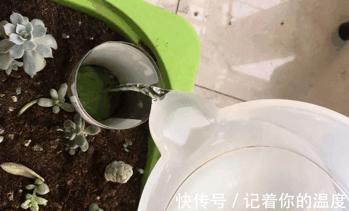 多肉叶子想长成小苗,为养花人,上盆前后要多提防“不当之举”