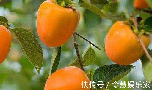 夏威夷果|身体健康吃出来,多吃3种健康食物,美味营养,清理体内垃圾