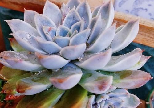 多肉“整形记”：茎叶又细又长怎么办？摘叶子、控水、砍头