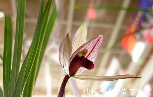 香味|为什么此兰香味这么浓？喜欢闻花香者一起来观赏一下