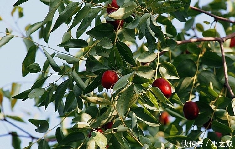 门前要种“镇宅树”,“6种树”正合适,枝繁叶茂,年年开花结果