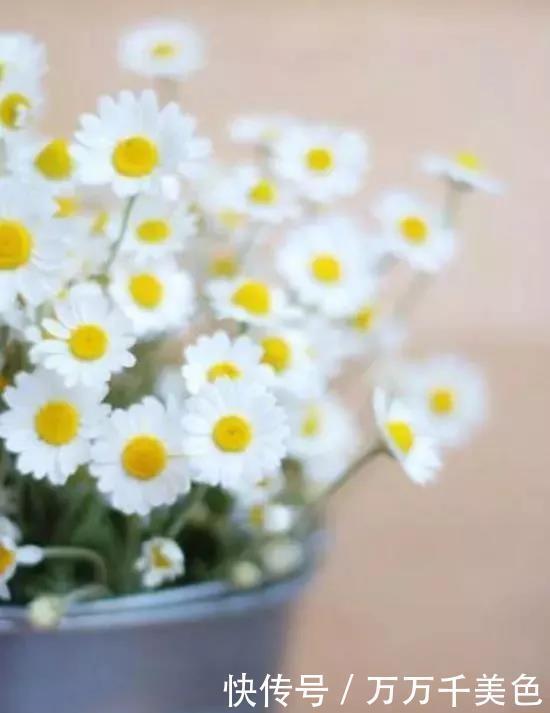 长春花|别再养那些“烂大街”的盆栽啦选这3种“花”,好养易开花