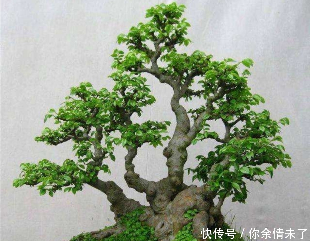 野外4种树，苍劲嶙峋，树姿优美，常被用来制作盆景