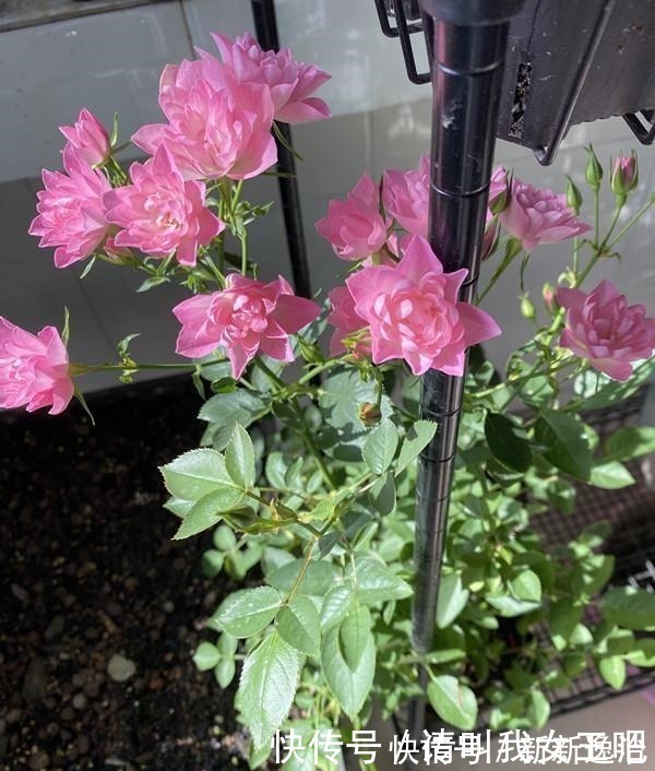 仙气十足|一款很“仙”的盆栽花卉，花色清新秀美，四季都开花，好看又好养！