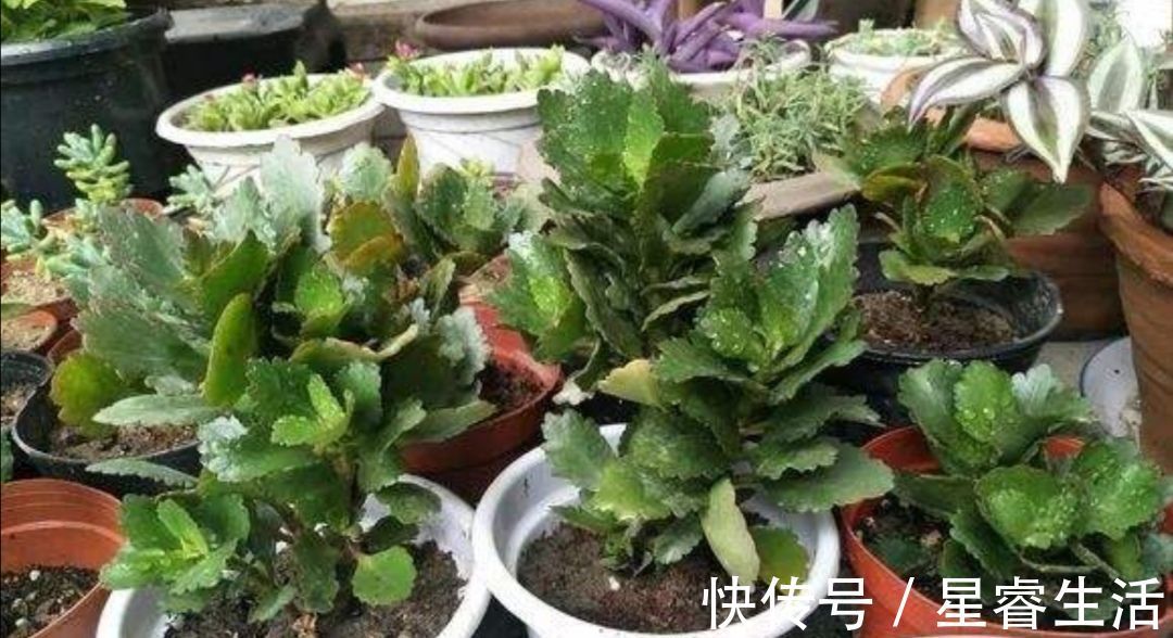 休眠|夏天3种花要休眠,要给它控水停肥,不然容易发生腐烂