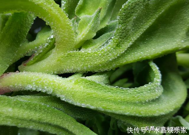 俗称冰菜,叶子自带咸味,国外当肥皂用,我国成贵族菜10元1斤