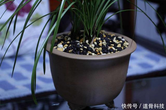 植物|养花少不了换盆,但这6个“坑”要注意,小心换一盆黄一盆!