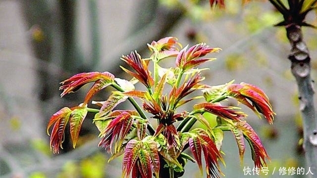 这9种野菜赶紧收好了!在农村随处可见,每一种都是治病良药