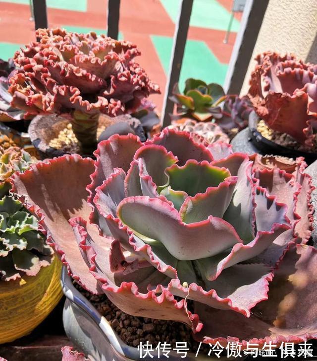 春天的包菜多肉有多美，梅雨季就有多像菜