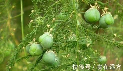 刚买的文竹,一个月后枝繁叶茂,价值翻了好几倍