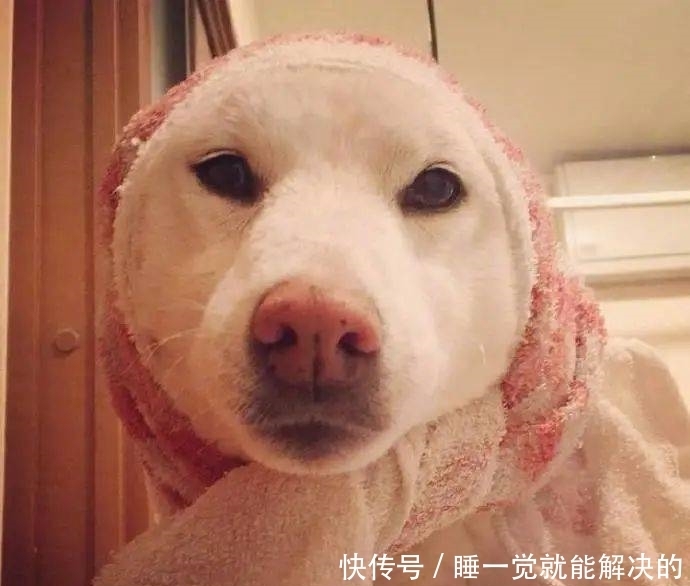 超好玩的沙雕头像,建议收藏!