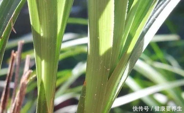 兰花新芽最怕什么兰友就是这四害！