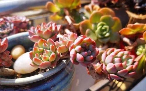 烂根|家里养3种花，夏天少浇水，虐一虐更精神，一浇水就烂根