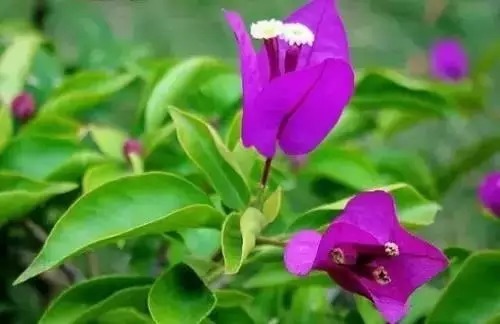 瑞香花|全国56市市花，太美了