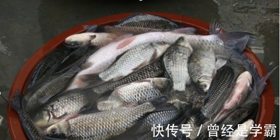 端午后别用蚯蚓了，70岁老渔翁教你3招，新手10分钟钓上10斤大鱼！