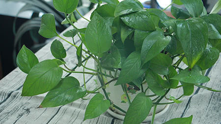 绿萝|适合养在卧室的3种花,晚上“释放”氧气,有助于改善睡眠