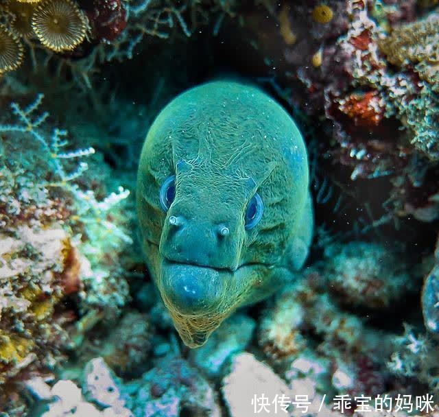 没想到一个到处能吃到的动物，居然没人知道它是什么？