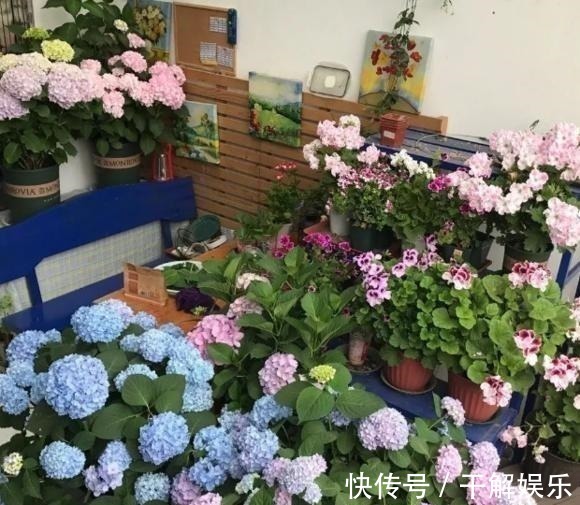 这些花最讨厌太阳,越阴凉越爆盆,还能开满花!