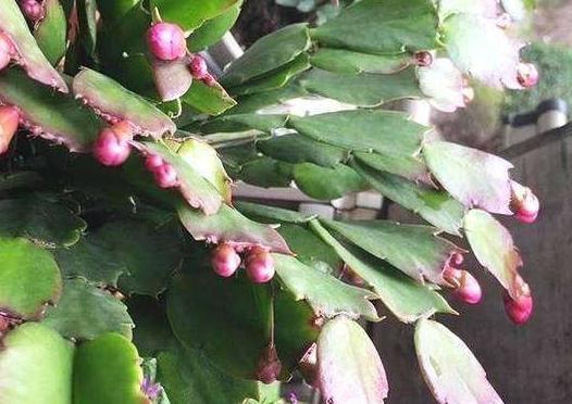 想让蟹爪兰多开花,首先让它长得强壮多发芽